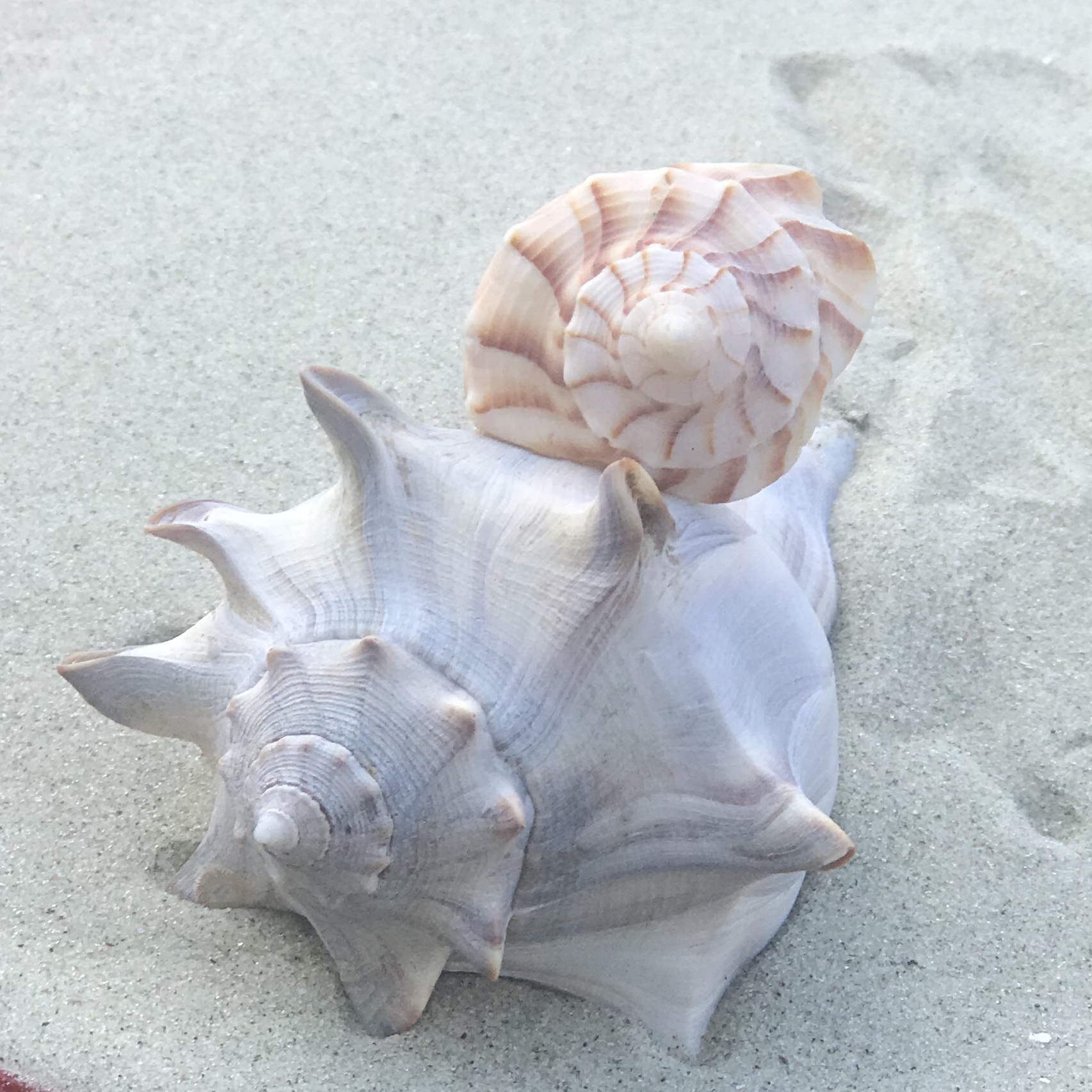 Swurl Shell LESSONS IN LIFE FROM A SPIRAL SHELL – Complete in Him